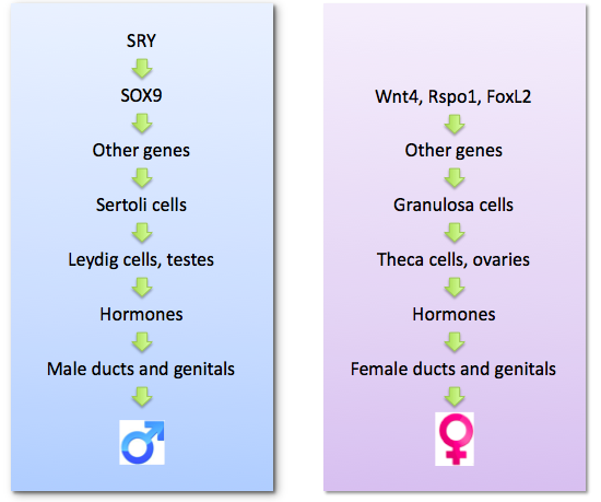 Male and female pathways