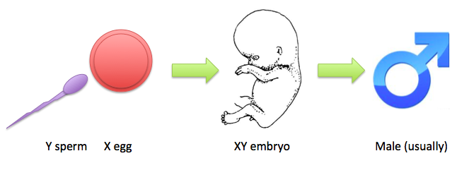 Fertilization X-Y